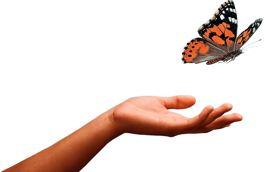 Becoming A Butterfly